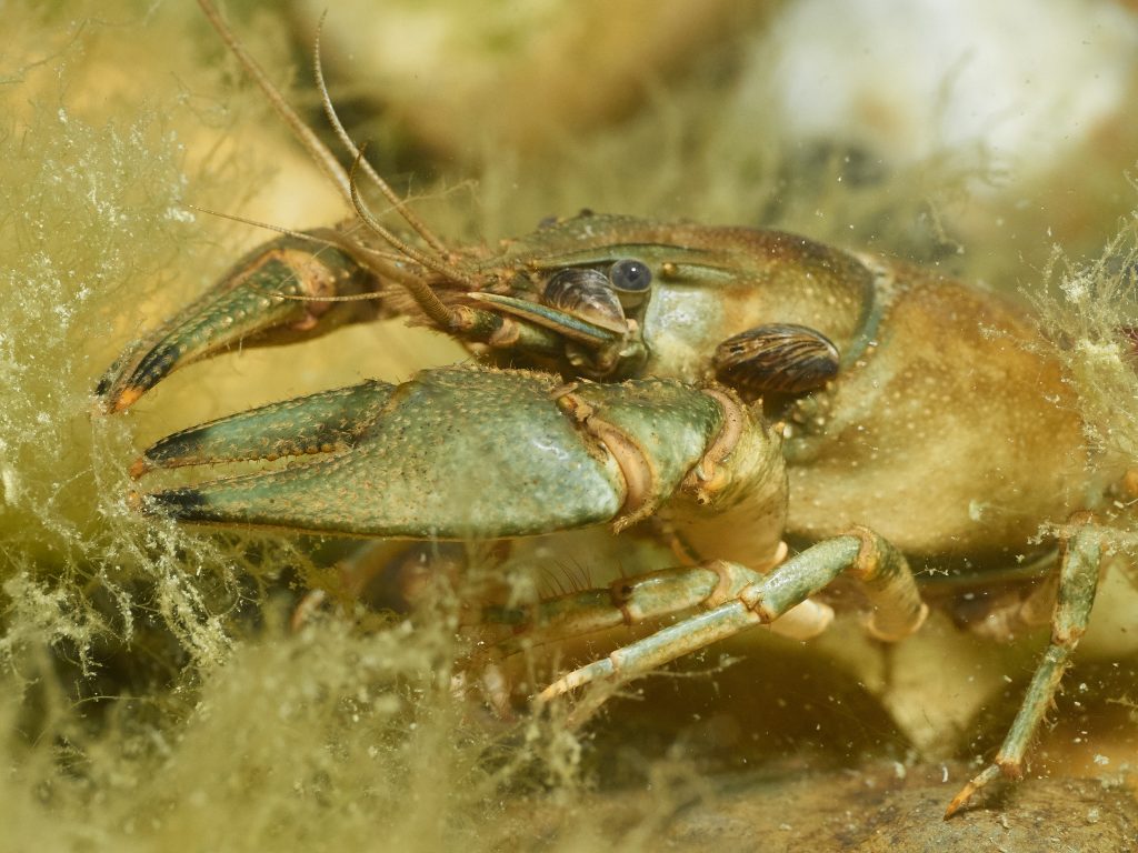 Orconectes limosus - Rak pruhovaný