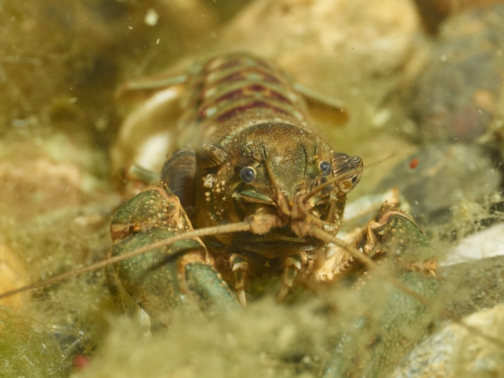 Orconectes limosus - Rak pruhovaný