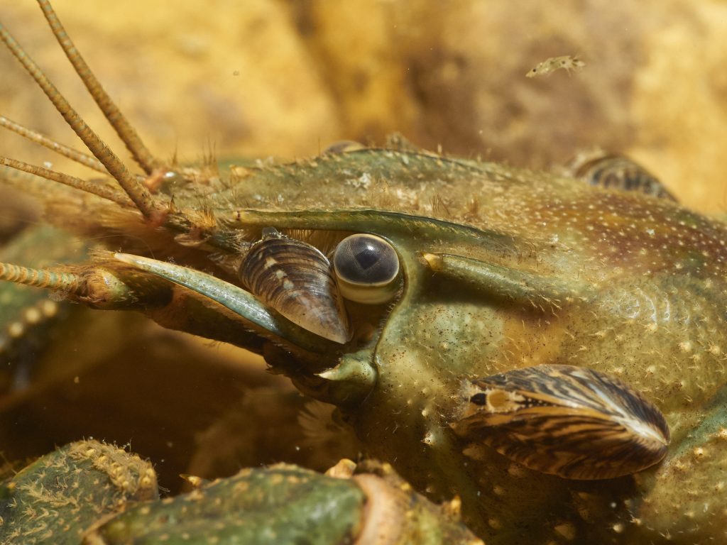 Dreissena polymorpha - Slávička mnohotvárná