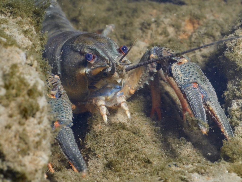 Astacus astacus - Rak říční