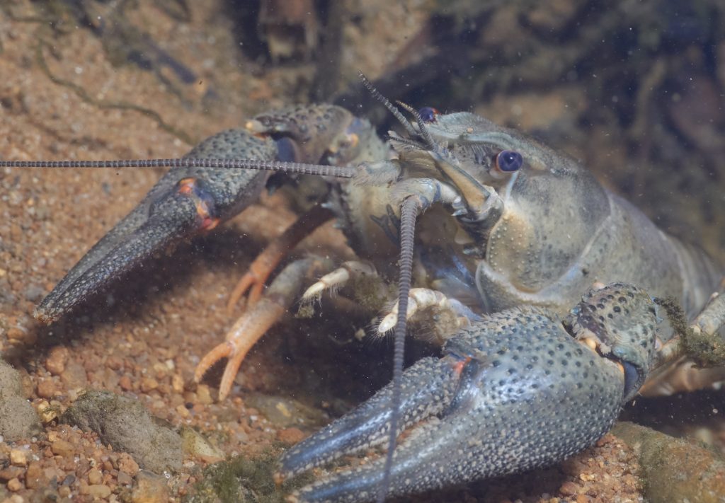 Astacus astacus - Rak říční