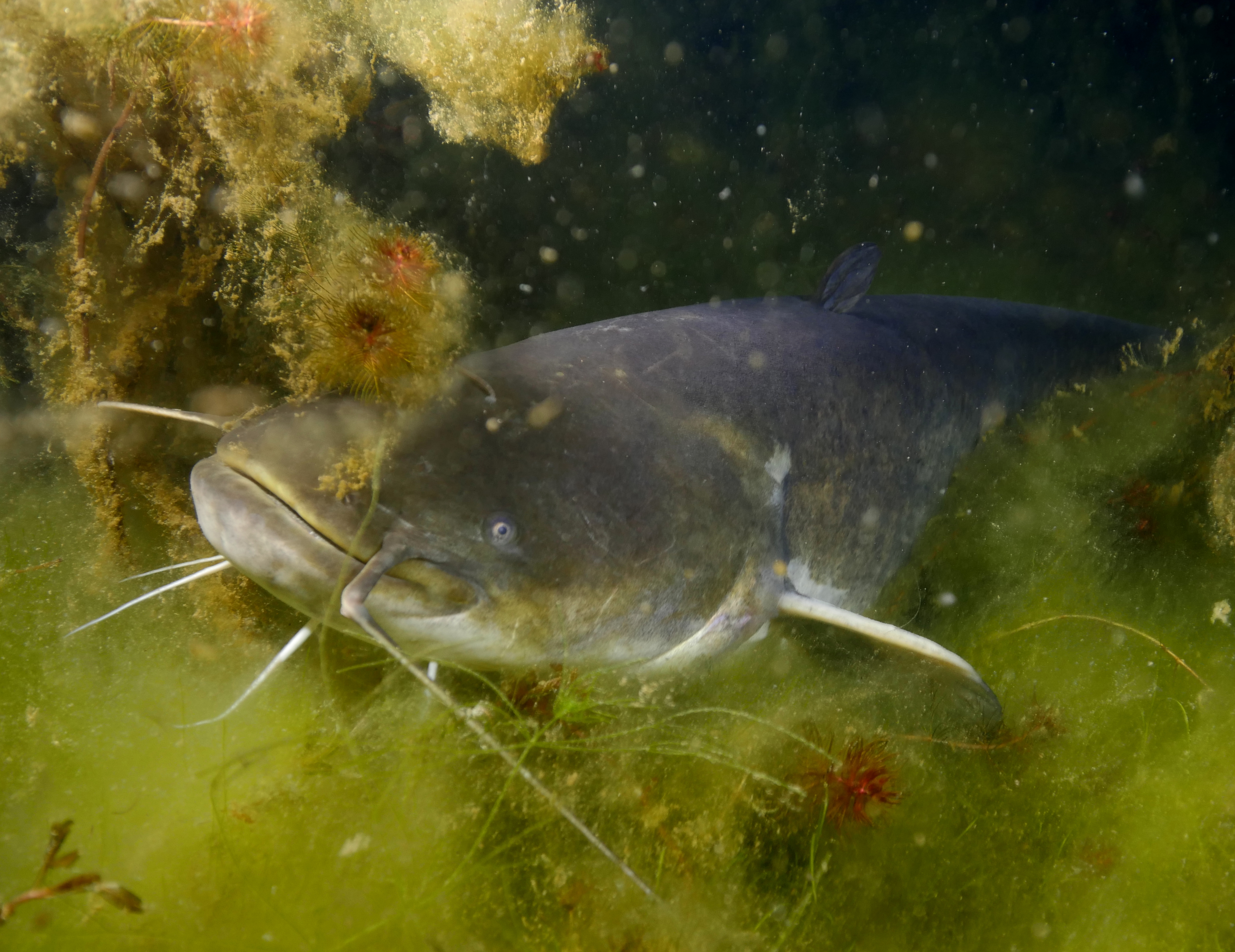 Виден сом. Silurus GLANIS рыба. Сом обыкновенный Silurus GLANIS. Сомик Речной. Сомики прудовые.