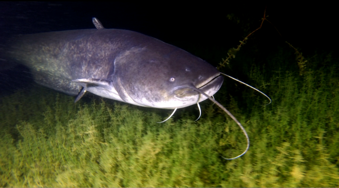 Night freediving