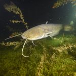 Night Freediving - noční potápění na nádech