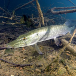 Štika obecná - Esox lucius