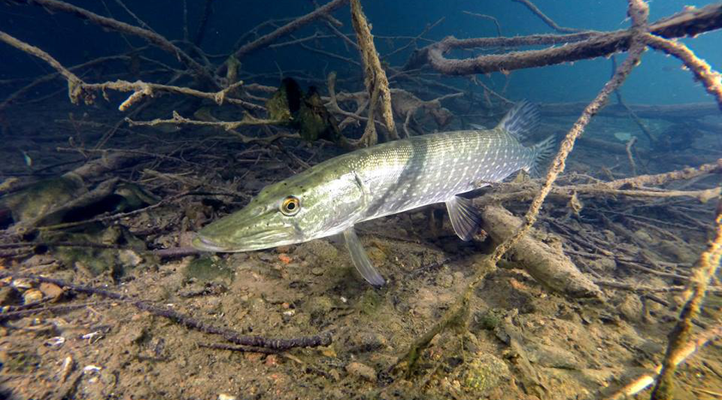 Štika obecná - Esox lucius