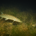 Štika obecná - Esox lucius