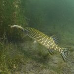 Štika obecná - Esox lucius