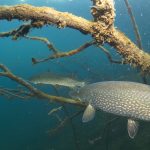 lom borek freediving