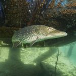 lom borek freediving - Štika obecná - Esox lucius