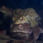 Bufo bufo - ropucha obecná