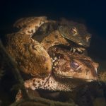 Bufo bufo - ropucha obecná