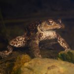 Bufo bufo - ropucha obecná