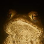 Bufo bufo - ropucha obecná