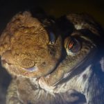 Bufo bufo - ropucha obecná