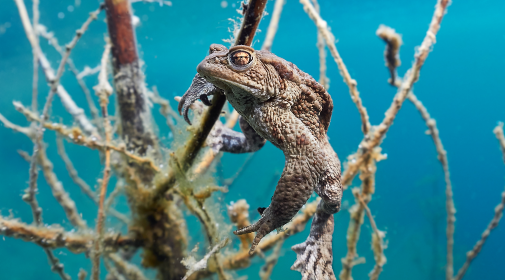 Bufo bufo - Ropucha obecná