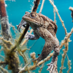 Bufo bufo - Ropucha obecná