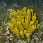 Freediving croatia brguljski otok