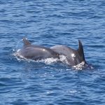freediving croatia dolphin