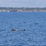 freediving croatia dolphin