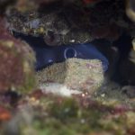 freediving croatia dugi otok