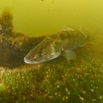 Freediving Pískovna