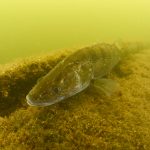 Freediving Pískovna