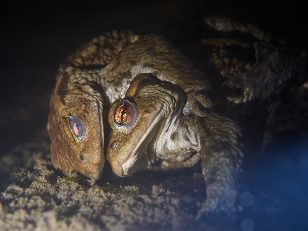 Freediving apneasite bufo bufo