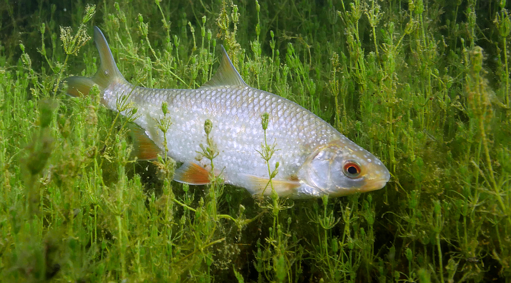 Rutilus Rutilus - Plotice obecná