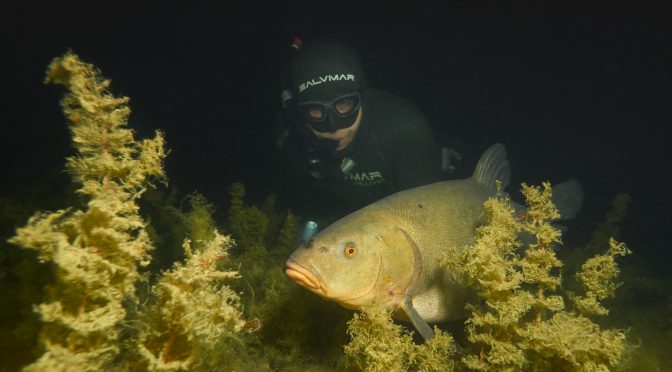 Lín obecný (Tinca tinca)