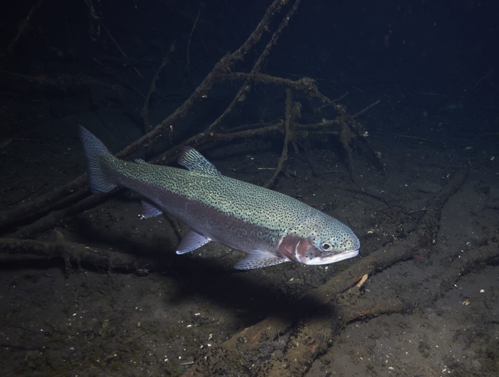 Hemmoor Kreidesee Fish Freediving