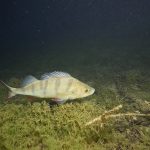 Hemmoor Kreidesee Fish Freediving