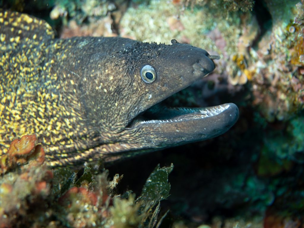 Illes Medes / Medes Islands - Freediving, Snorkeling, La Sirena, Apnea