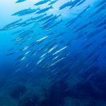 Illes Medes / Medes Islands - Freediving, Snorkeling, La Sirena, Apnea