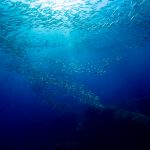 Illes Medes / Medes Islands - Freediving, Snorkeling, La Sirena, Apnea