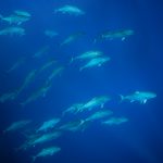 Illes Medes / Medes Islands - Freediving, Snorkeling, La Sirena, Apnea