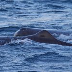 Andenes Norway Freediving