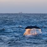 Andenes Norway Freediving