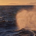 Andenes Freediving Orca Whale