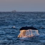 Andenes Freediving Orca Whale