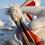 Pelecanus crispus Kerkini Pelican Greece