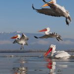 Pelecanus crispus Kerkini Pelican Greece