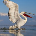 Pelecanus crispus Kerkini Pelican Greece