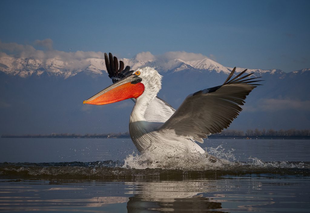 Pelecanus crispus Kerkini Pelican Greece