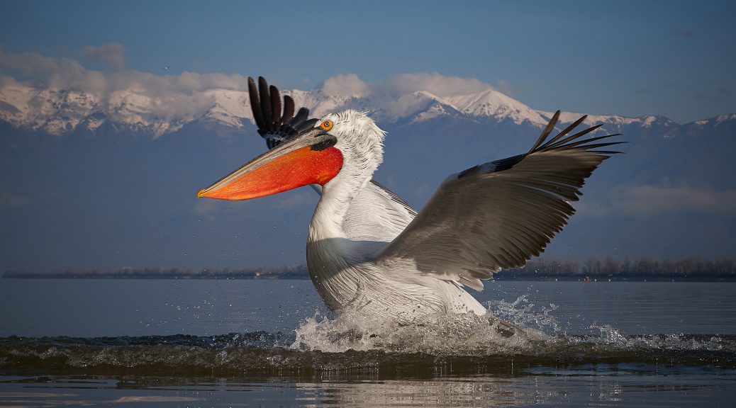 Pelecanus crispus Kerkini Pelican Greece