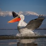 Pelecanus crispus Kerkini Pelican Greece