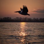 Pelecanus crispus Kerkini Pelican Greece