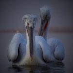 Pelecanus crispus Kerkini Pelican Greece