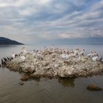 Pelecanus crispus Kerkini Pelican Greece