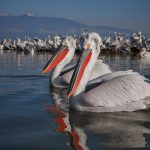 Pelecanus crispus Kerkini Pelican Greece